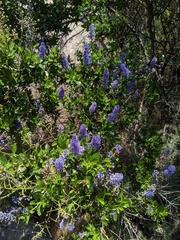 Ceanothus cyaneus