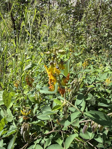 Crotalaria incana observed 2026-09-29