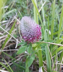 Trifolium rubens