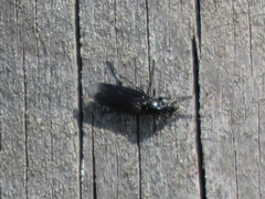 Dilophus febrilis
