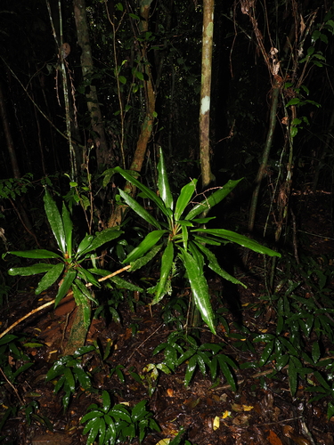 Cordyline cannifolia observed 2026-09-26