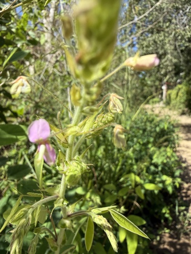 Desmodium uncinatum observed 2026-09-29