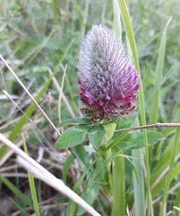Trifolium rubens