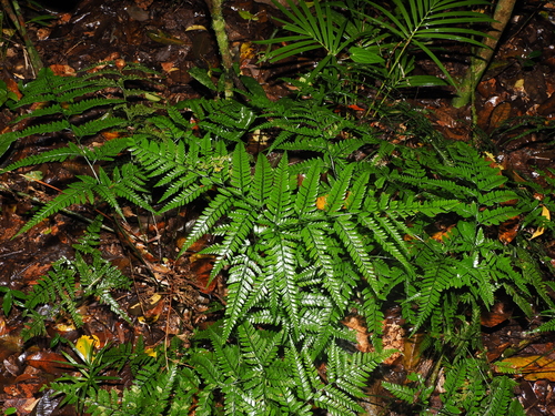 Arachniodes aristata observed 2026-09-26