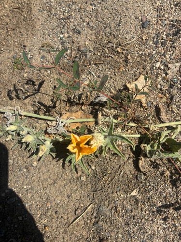 coyote melon