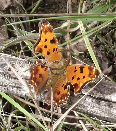 Eastern Comma