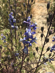 Delphinium recurvatum