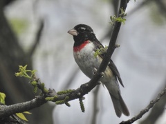 Pheucticus ludovicianus
