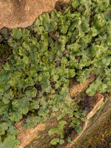 Marchantia paleacea observed 2026-09-25