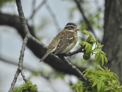 Pheucticus ludovicianus