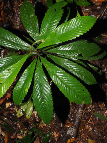 Tetracera nordtiana observed 2026-09-26
