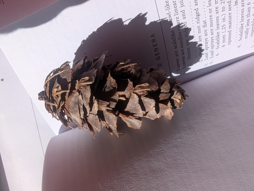 Douglas-fir