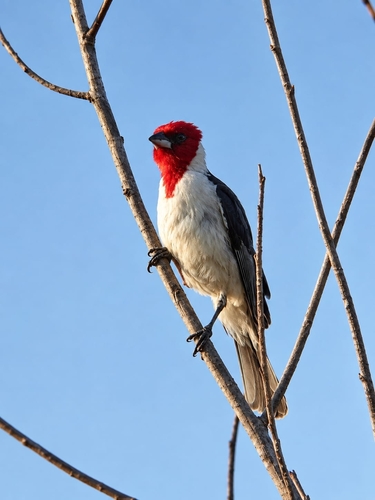 Red-cowled Cardinal