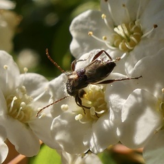Molorchus bimaculatus