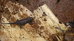 Sceloporus formosus