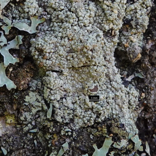 Lecanora subfusca observed 2026-09-29