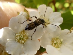 Molorchus bimaculatus
