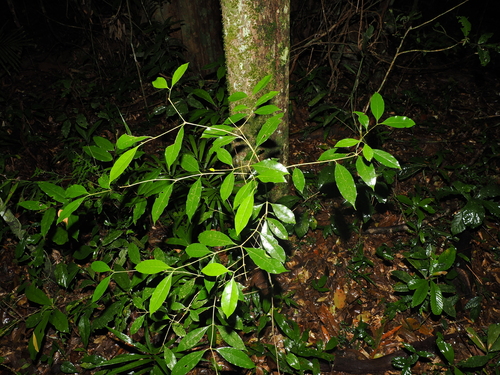 Olea paniculata observed 2026-09-26
