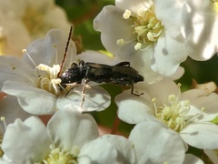 Molorchus bimaculatus