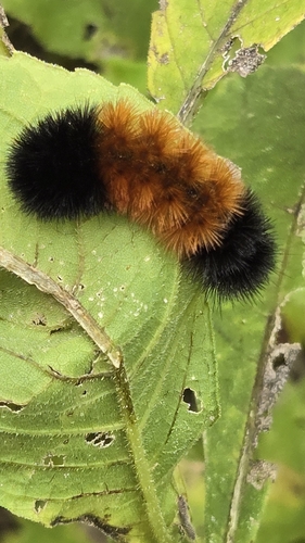 Isabella Tiger Moth