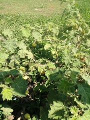 Solanum viarum