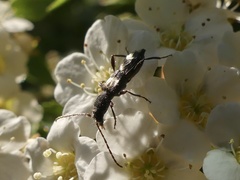 Molorchus bimaculatus