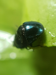 Phaedon cochleariae