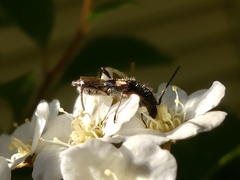 Molorchus bimaculatus