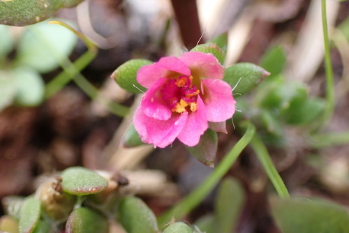Portulaca pilosa observed 2026-09-29