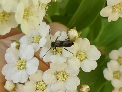 Molorchus bimaculatus