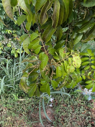 Tapirira guianensis, 2026-09-29