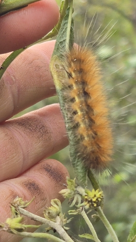 Virginian Tiger Moth