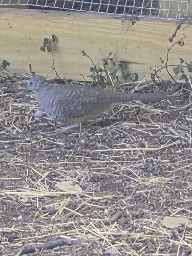 Inca Dove