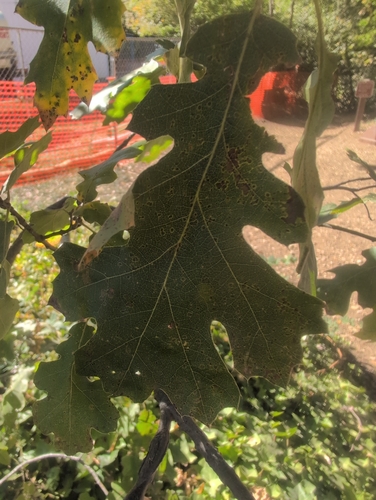 California black oak