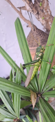 Violet-winged Grasshopper