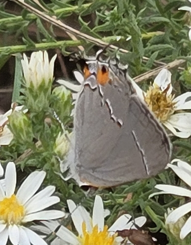 Gray Hairstreak
