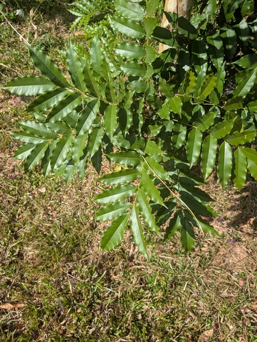 Andira inermis observed 2026-09-29