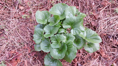 Asarum hartwegii