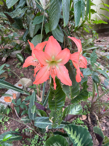 Hippeastrum striatum observed 2026-09-29