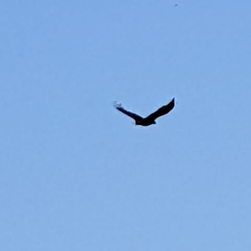 White-tailed Eagle