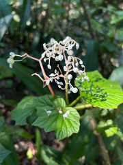 Begonia reniformis, photograph Gabriel Silva Guimarães, CC BY, iNaturalist via GBIF
