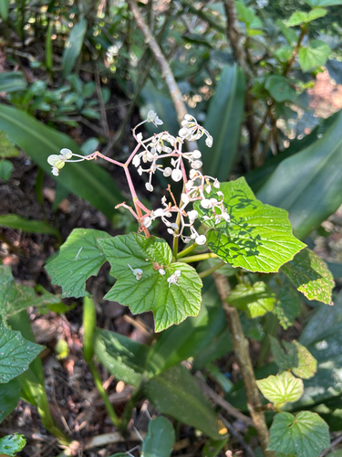 Begonia reniformis, photograph 4