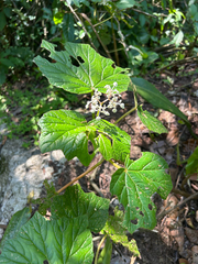 Begonia reniformis, photograph Gabriel Silva Guimarães, CC BY, iNaturalist via GBIF