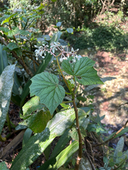 Begonia reniformis, photograph Gabriel Silva Guimarães, CC BY, iNaturalist via GBIF