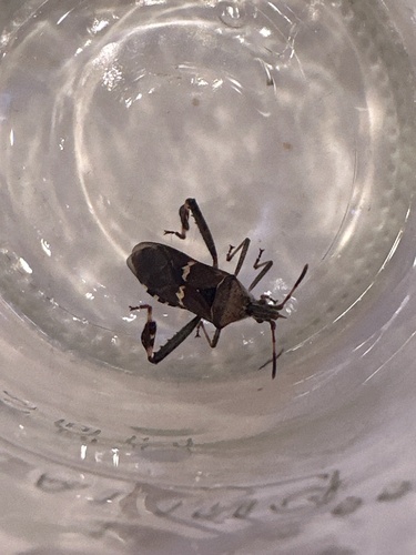 Western Leaf-footed Bug