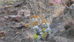 Eriogonum crocatum