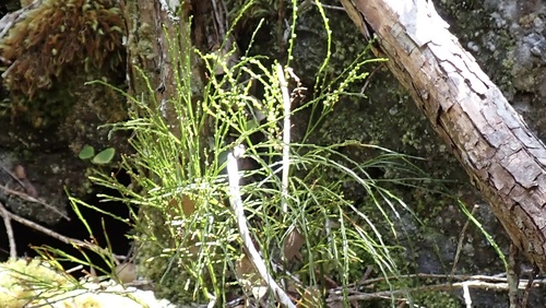 Psilotum nudum observed 2026-09-29