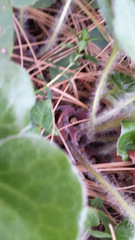 Asarum hartwegii