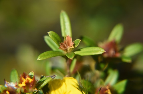 Hibbertia bracteata observed 2026-09-20