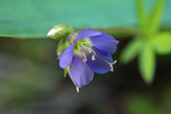 Polemonium reptans